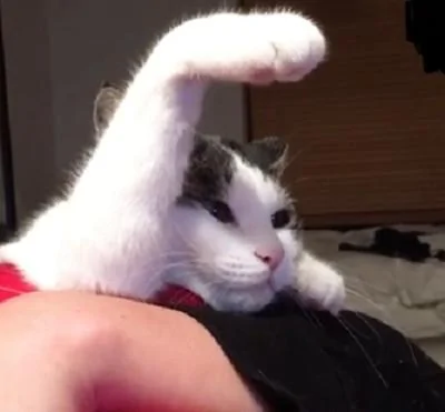 主人轻轻按了下猫咪那举起的手 猫咪转头不知所措的看着主人!