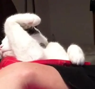 主人轻轻按了下猫咪那举起的手 猫咪转头不知所措的看着主人!