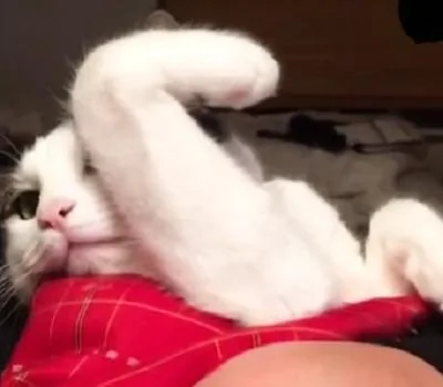 主人轻轻按了下猫咪那举起的手 猫咪转头不知所措的看着主人!
