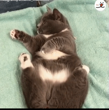 猫咪的睡姿太差 主人一直盯着看 猫咪发觉后迅速翻身:哎呀!别看了!