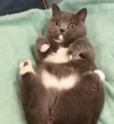 猫咪的睡姿太差 主人一直盯着看 猫咪发觉后迅速翻身:哎呀!别看了!