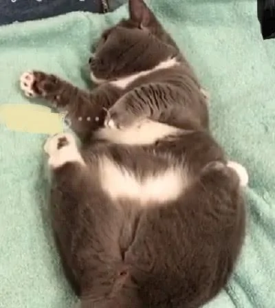 猫咪的睡姿太差 主人一直盯着看 猫咪发觉后迅速翻身:哎呀!别看了!