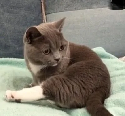 猫咪的睡姿太差 主人一直盯着看 猫咪发觉后迅速翻身:哎呀!别看了!