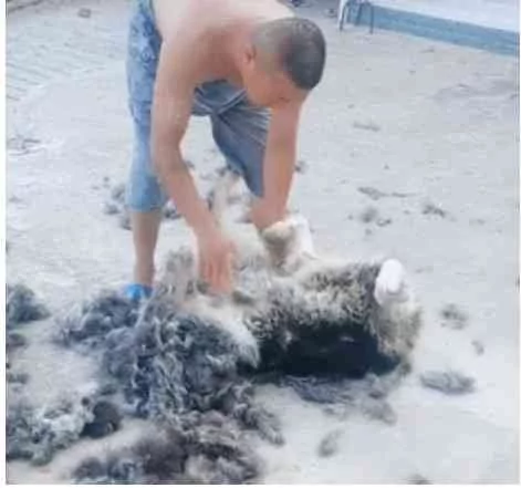 听到阿拉斯加在院子里惨叫 主人跑出来 瞬间笑喷!