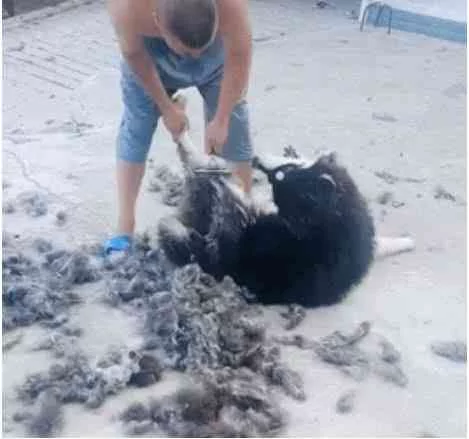 听到阿拉斯加在院子里惨叫 主人跑出来 瞬间笑喷!