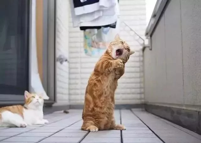 日本的短腿猫 猫中小柯基 腿超短 可爱到不行!