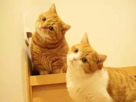 日本的短腿猫 猫中小柯基 腿超短 可爱到不行!