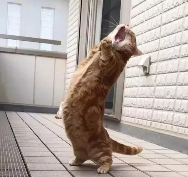 日本的短腿猫 猫中小柯基 腿超短 可爱到不行!