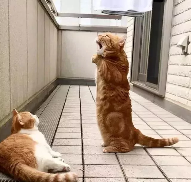 日本的短腿猫 猫中小柯基 腿超短 可爱到不行!