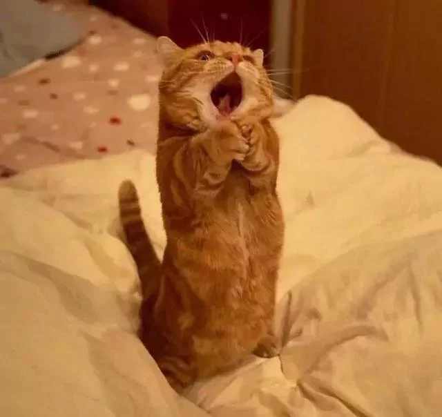日本的短腿猫 猫中小柯基 腿超短 可爱到不行!