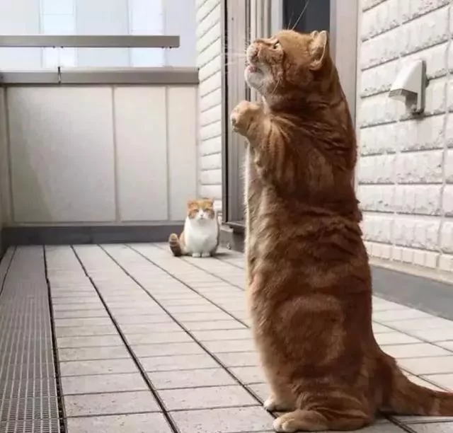 日本的短腿猫 猫中小柯基 腿超短 可爱到不行!
