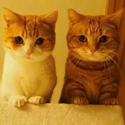 日本的短腿猫 猫中小柯基 腿超短 可爱到不行!