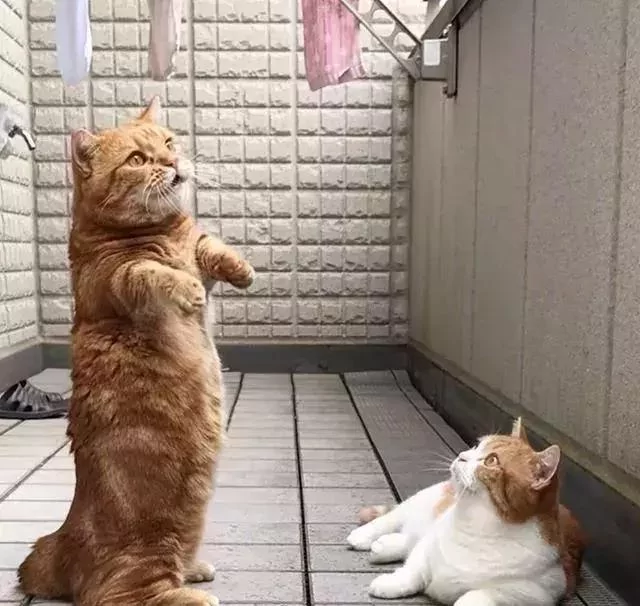 日本的短腿猫 猫中小柯基 腿超短 可爱到不行!