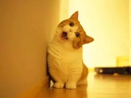 日本的短腿猫 猫中小柯基 腿超短 可爱到不行!