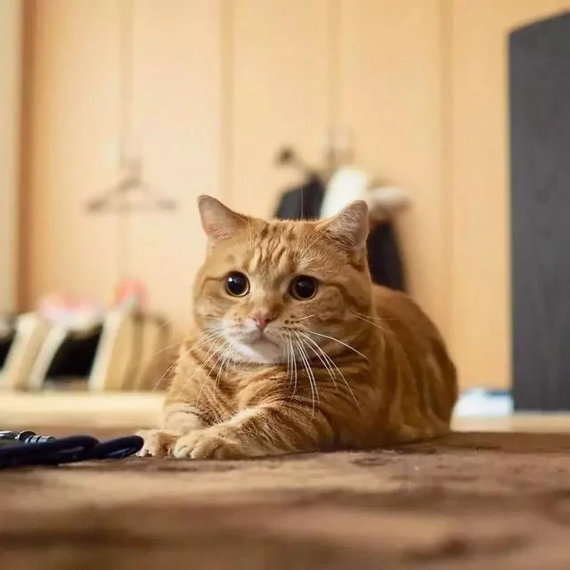 日本的短腿猫 猫中小柯基 腿超短 可爱到不行!