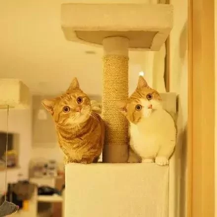 日本的短腿猫 猫中小柯基 腿超短 可爱到不行!