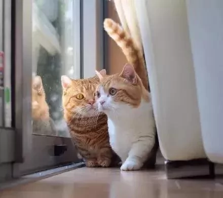 日本的短腿猫 猫中小柯基 腿超短 可爱到不行!