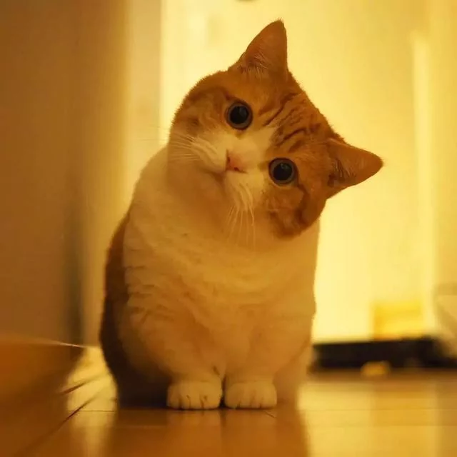日本的短腿猫 猫中小柯基 腿超短 可爱到不行!
