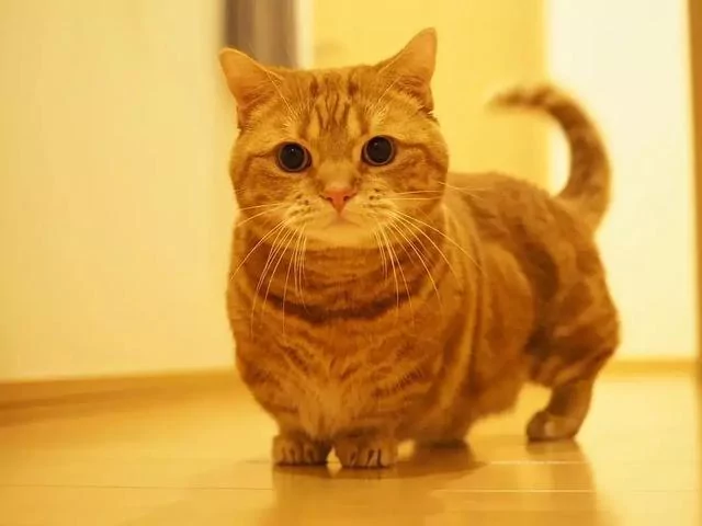 日本的短腿猫 猫中小柯基 腿超短 可爱到不行!