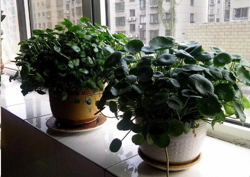阳台养花 牢记这5点 帮您远离肥害!