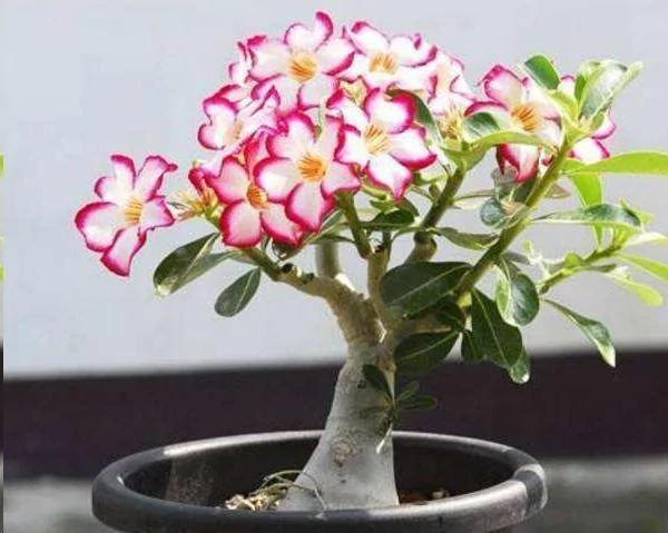 阳台养花 牢记这5点 帮您远离肥害!