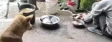 青梅竹马的狗和鸡 主人把鸡杀了后 狗狗的行动诠释了这个物种的高贵品质!