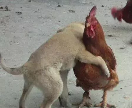 青梅竹马的狗和鸡 主人把鸡杀了后 狗狗的行动诠释了这个物种的高贵品质!