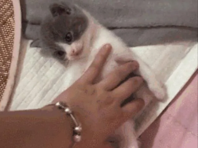小奶猫睁着眼睛一动不动躺着 主人吓坏了 凑近一看笑了