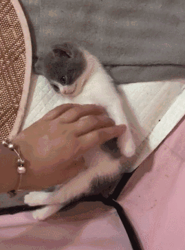 小奶猫睁着眼睛一动不动躺着 主人吓坏了 凑近一看笑了