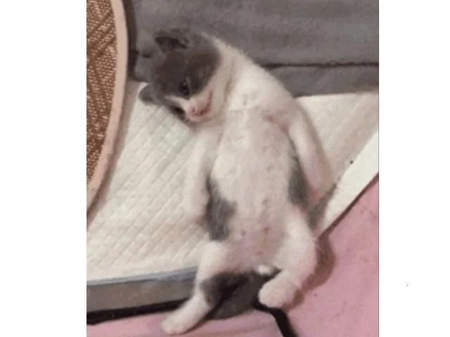 小奶猫睁着眼睛一动不动躺着 主人吓坏了 凑近一看笑了