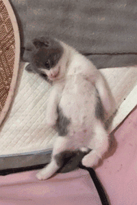 小奶猫睁着眼睛一动不动躺着 主人吓坏了 凑近一看笑了