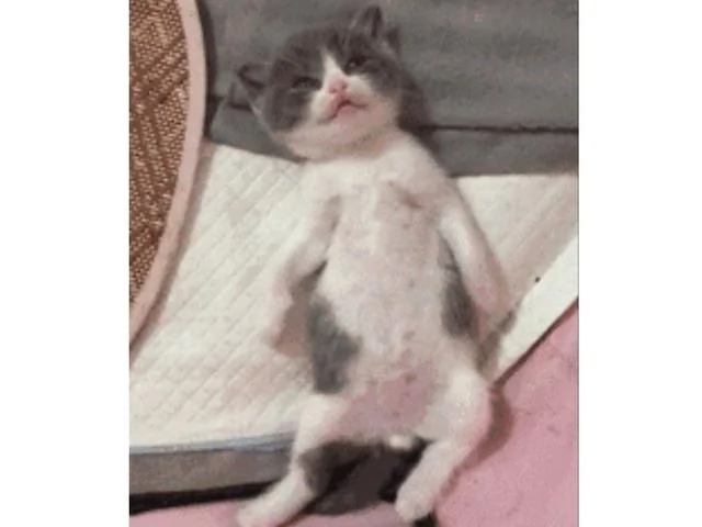 小奶猫睁着眼睛一动不动躺着 主人吓坏了 凑近一看笑了