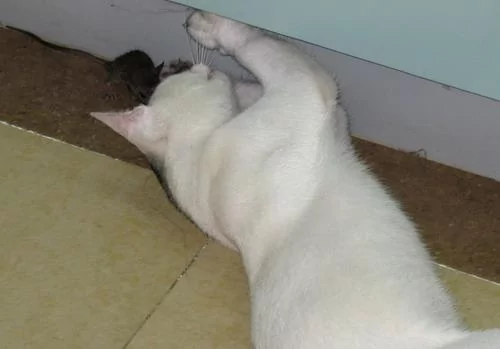 猫咪被救后 每天送大礼报答恩人 最多一天竟送7只鸽子6只老鼠!