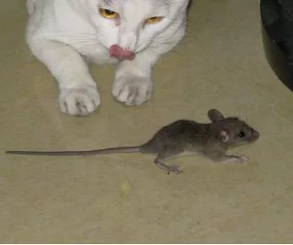 猫咪被救后 每天送大礼报答恩人 最多一天竟送7只鸽子6只老鼠!