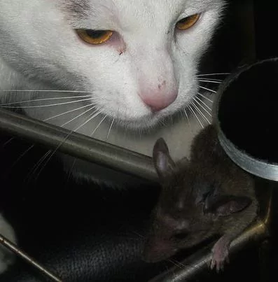 猫咪被救后 每天送大礼报答恩人 最多一天竟送7只鸽子6只老鼠!