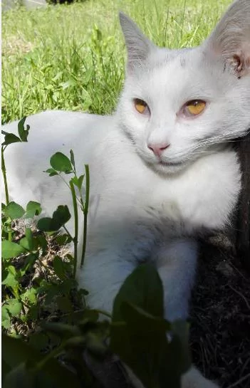 猫咪被救后 每天送大礼报答恩人 最多一天竟送7只鸽子6只老鼠!
