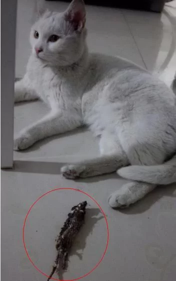 猫咪被救后 每天送大礼报答恩人 最多一天竟送7只鸽子6只老鼠!