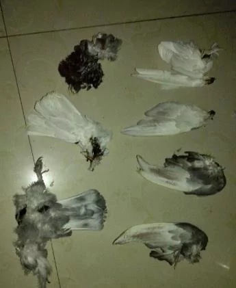 猫咪被救后 每天送大礼报答恩人 最多一天竟送7只鸽子6只老鼠!