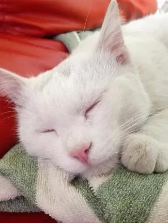猫咪被救后 每天送大礼报答恩人 最多一天竟送7只鸽子6只老鼠!