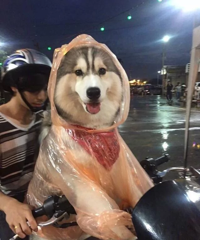 雨天主人把雨衣给了狗狗 觉得这只狗狗超幸福 结果知道原因后笑到肚子疼!