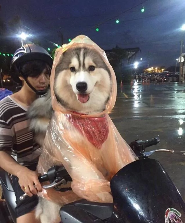 雨天主人把雨衣给了狗狗 觉得这只狗狗超幸福 结果知道原因后笑到肚子疼!