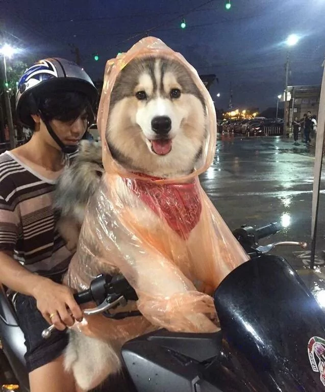 雨天主人把雨衣给了狗狗 觉得这只狗狗超幸福 结果知道原因后笑到肚子疼!