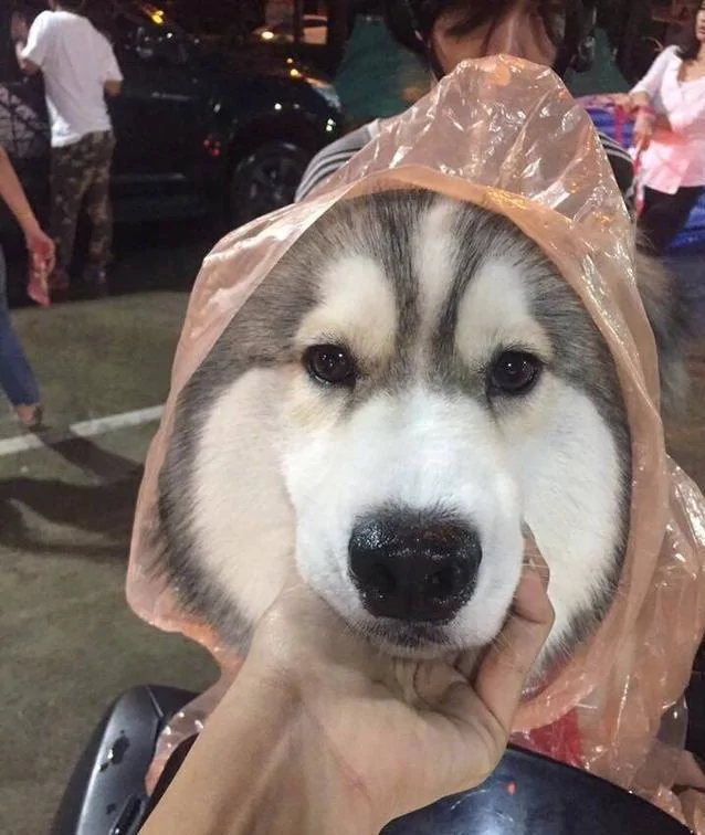 雨天主人把雨衣给了狗狗 觉得这只狗狗超幸福 结果知道原因后笑到肚子疼!