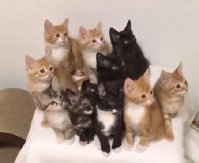 主人训练小奶猫的反应能力 它们同时转头的样子实在太震撼了!