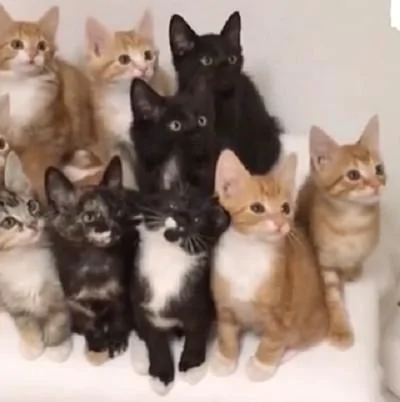 主人训练小奶猫的反应能力 它们同时转头的样子实在太震撼了!