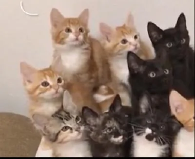 主人训练小奶猫的反应能力 它们同时转头的样子实在太震撼了!