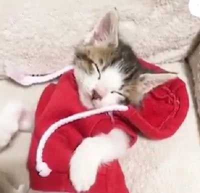 主人给猫咪穿上衣服后就去忙了 再回头时发现它竟然睡着了!