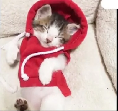 主人给猫咪穿上衣服后就去忙了 再回头时发现它竟然睡着了!