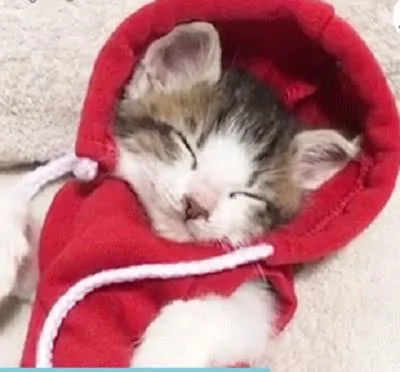 主人给猫咪穿上衣服后就去忙了 再回头时发现它竟然睡着了!
