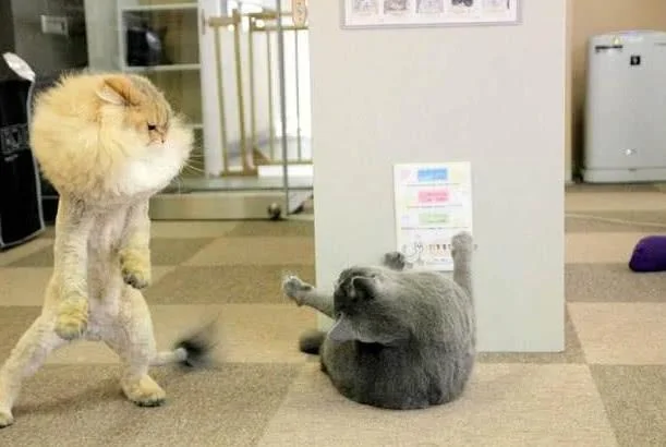 给猫咪剪了毛 以为它会不开心 没想到却提高了它的战斗力!